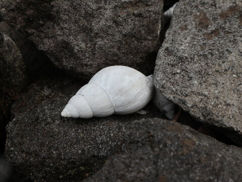 Sun-bleached empty snail shell resting among rough rocks in a rural yard in Java, Indonesia. Natural weathering transformed the shell from brown to white, highlighting texture and resilience.