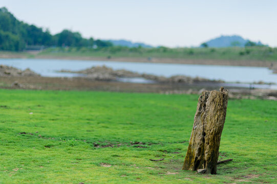 Tranquil Dry Lakebed with Tree Stump and Green Grass Landscape