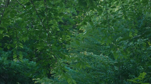 Deep green broadleaf forest