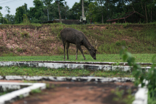 Serene Deer Grazing in Lush Green Field Near Tourist Attractions