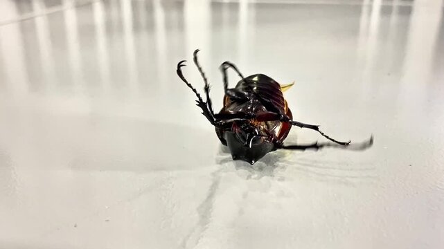 A beetle (order Coleoptera) positioned upside down on a bright surface, with its abdomen (ventral side) and segmented legs clearly visible.
