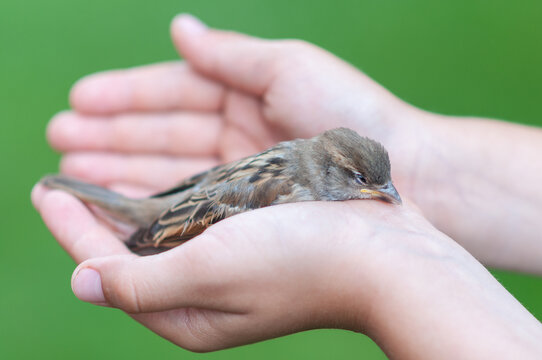 Child Holding a Small Sparrow with Care and Protection