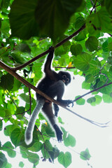 Low angle view of a cute dusky leaf monkey (spectacled langur) hanging from a branch in the lush green canopy of a tropical rainforest. © Konstantin
