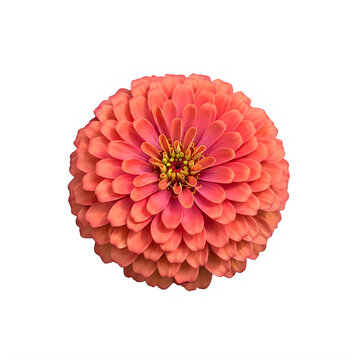 Vibrant coral zinnia flower head seen from above on transparent background with petals arranged circular