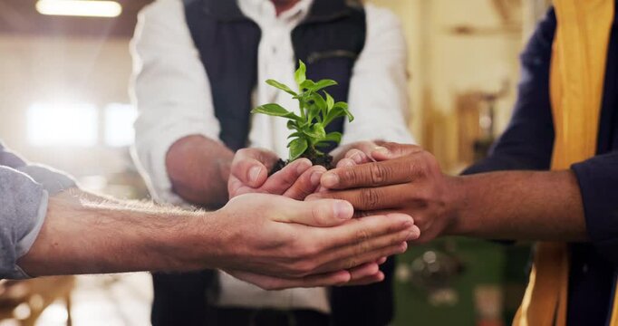 Teamwork, plant and hands of people in warehouse for sustainability, accountability or flare. Growth, collaboration and workers with sprout for conservation, eco friendly furniture or factory support