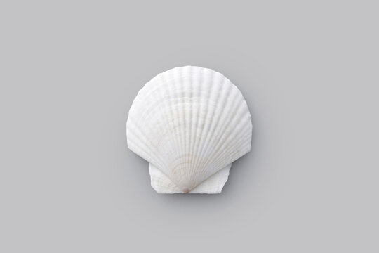 グレーの背景に置かれたホタテの白い貝殻　White scallop shell on a grey background