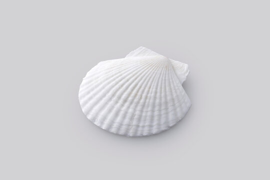 グレーの背景に置かれたホタテの白い貝殻　White scallop shell on a grey background