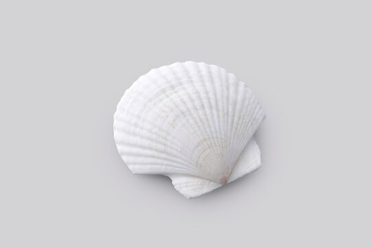 グレーの背景に置かれたホタテの白い貝殻　White scallop shell on a grey background