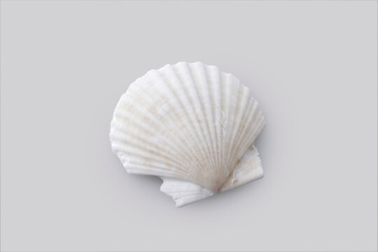 グレーの背景に置かれたホタテの白い貝殻　White scallop shell on a grey background