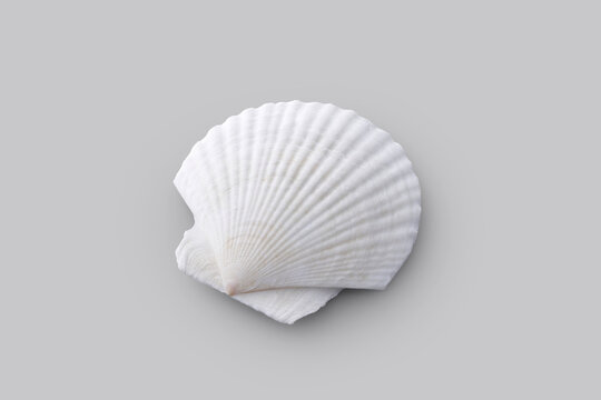 グレーの背景に置かれたホタテの白い貝殻　White scallop shell on a grey background