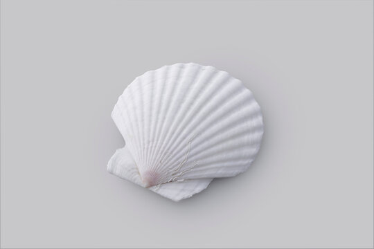 グレーの背景に置かれたホタテの白い貝殻　White scallop shell on a grey background