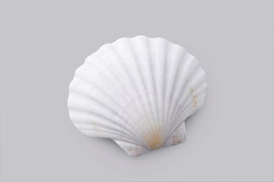 グレーの背景に置かれたホタテの白い貝殻　White scallop shell on a grey background