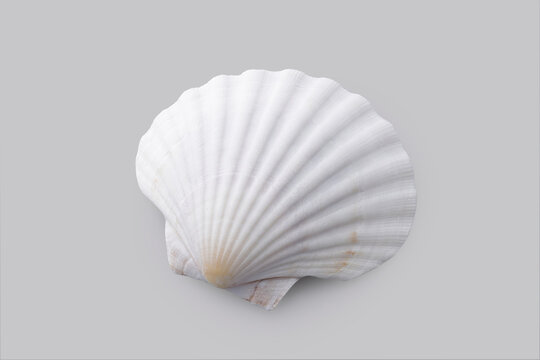 グレーの背景に置かれたホタテの白い貝殻　White scallop shell on a grey background
