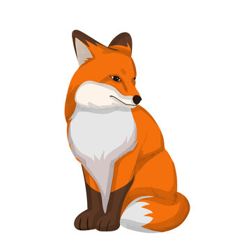 Wild sly red fox with fluffy orange and white fur, perfect for wildlife or naturethemed designs needing a cunning touch.