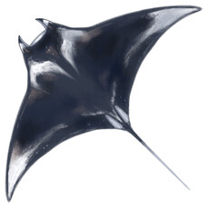 Manta ray, chalk pastel technique digital art, PNG, JPG © Denfa