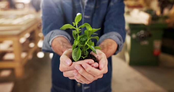 Hands, plant and man in workshop for sustainable, accountability and contractor startup. Growth, manufacturing and worker with sprout for conservation, eco friendly furniture or factory support