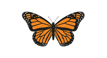 Monarch butterfly with orange and black wings isolated on white © rams