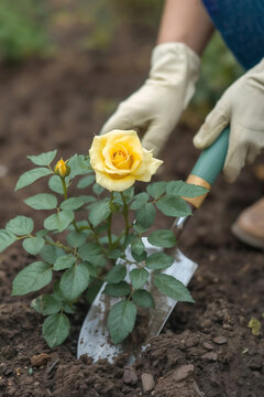Person planting yellow rose bush in garden soil using trowel. Hands wear gloves, tending to green plant and flowers