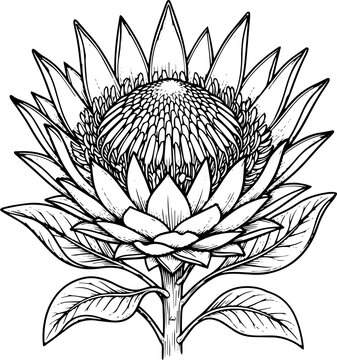 Elegant Black and White Protea Flower Vector Line Art Botanical Illustration, Isolated on a white background, this high-quality floral illustration is ideal for branding, logos, wedding stationery, pa