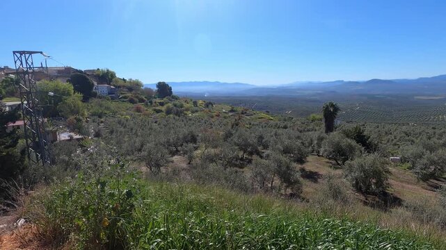 View of the olive groves around the town of Ubeda, Jaen province, Andalusia, southern Spain, an area known as the "sea of olives"