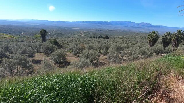 View of the olive groves around the town of Ubeda, Jaen province, Andalusia, southern Spain, an area known as the "sea of olives"