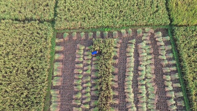 Aerial view of farmers harvesting ripe rice in neat, organized rows across a lush paddy field