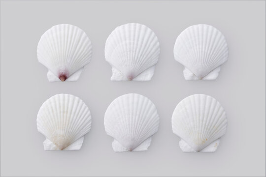 グレーの背景に置かれたホタテの白い貝殻　White scallop shell on a grey background