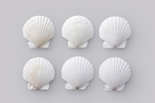 グレーの背景に置かれたホタテの白い貝殻　White scallop shell on a grey background