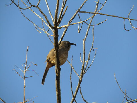 Wildlife Bird on the branches