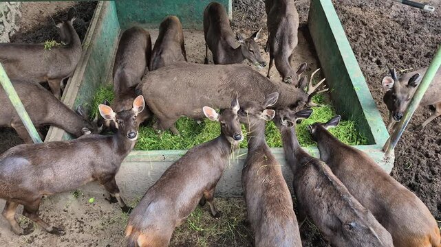A group of deer gathered around a feeding trough, eagerly consuming fresh green grass. Scene captures wildlife in a controlled environment.