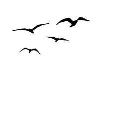 Obraz premium Various Flying Bird Silhouette Graphic Elements.ai