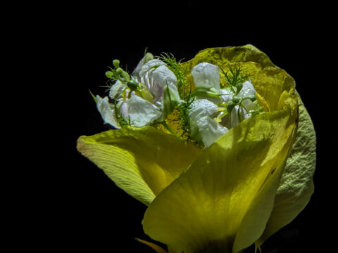 Macro photography of white Nigella Damascena flower nested inside large yellow evening primrose petal on black background.