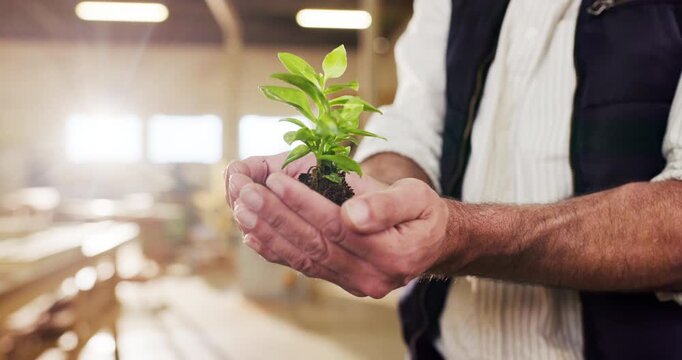 Hands, plant and man in warehouse for sustainability, accountability and flare for contractor. Growth, manufacturing and worker with sprout for conservation, eco friendly furniture or factory support