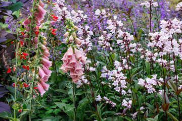 Beautiful apricot-colored digitalis flowers in the garden. © billyfam