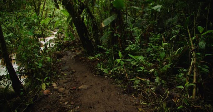 Shaded dirt trail winds through an extremely dense tropical jungle next to a small rushing stream