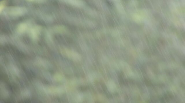 green grass background,  Rainfall in the grass background 