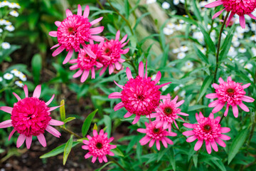 Fototapeta premium Double pink echinacea flowers blooming vigorously in the summer garden.