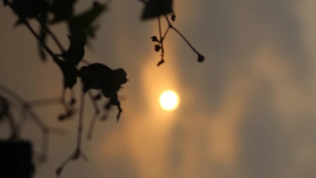 Beautiful Sunset video on the evening time with blurred  Orange round Sun and leaves silhouette moving with air. Abstract Sky background.