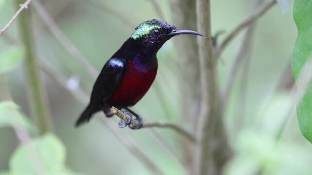 a Male Purple-naped Sunbird (Leptocoma sperata) Perched on a Branch in Tropical Forest with Soft Bokeh, Male Purple-naped Sunbird (Leptocoma sperata) perched on a slender branch in a tropical rainfore