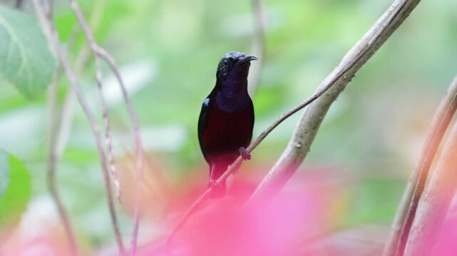 a Male Purple-naped Sunbird (Leptocoma sperata) Perched on a Branch in Tropical Forest with Soft Bokeh, Male Purple-naped Sunbird (Leptocoma sperata) perched on a slender branch in a tropical rainfore