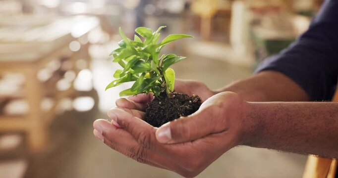 Hands, soil and man in factory for plant, sustainability and accountability for contractor. Growth, manufacturing and worker with sprout for conservation, eco friendly furniture or warehouse support