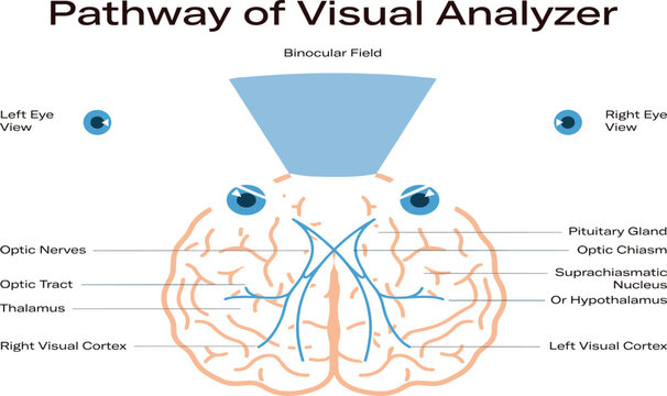 Visual Pathway Anatomy Medical Infographic Vector Illustrating Optic Chiasm Optic Nerves Thalamus Visual Cortex and Binocular Vision Processing for Biology Education
