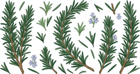 Fototapeta premium Fresh Rosemary Herb Vector Set with Whole Green Sprigs Wooden Branches Needles and Purple Flowers for Culinary Cooking and Seasoning Graphic Designs