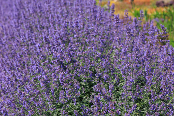 Obraz premium Nepeta dropmore blooms in a garden during daylight capturing the beauty of nature in vibrant colors
