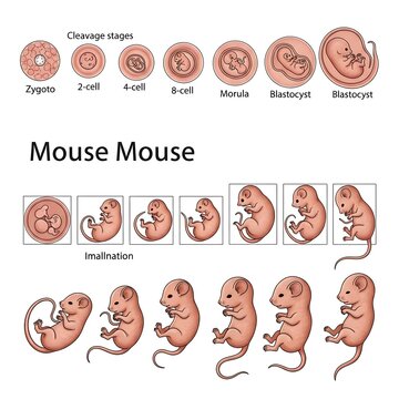 Mouse embryo development stages from zygote to blastocyst.