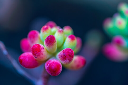 Colorful succulent plant macro with red tipped fleshy leaves