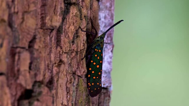Lanternfly resting on tree bark with colorful spotted wings