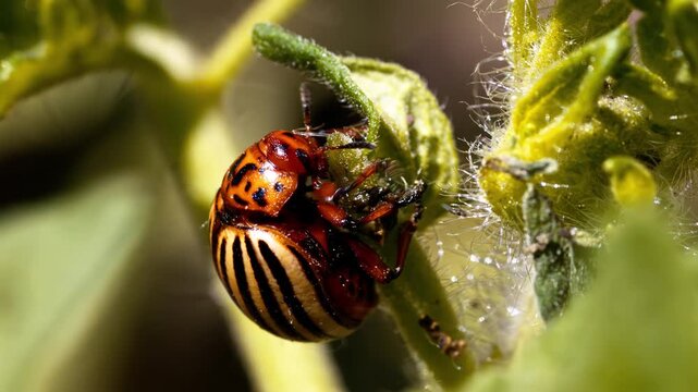 Colorado potato beetle feeding on potato plant leaves