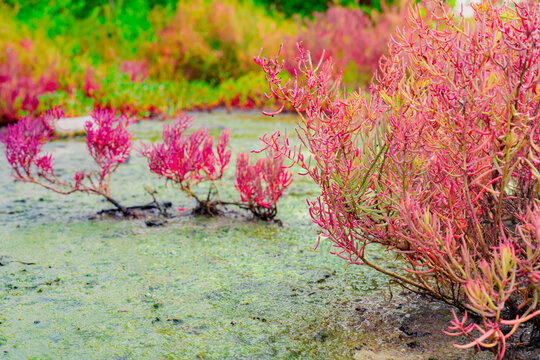 Red seablite (Sueda maritima) growing in acidic coastal soil within a tropical mangrove ecosystem. Blue carbon habitats, natural carbon sequestration, climate resilience and wetland conservation.