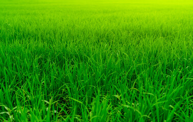 Obraz premium Rice plantation. Green rice paddy field. Organic rice farm in asia. Rice growing agriculture. Green paddy field. Paddy-sown ricefield cultivation. Asian food. Green grass leaves with raindrops.